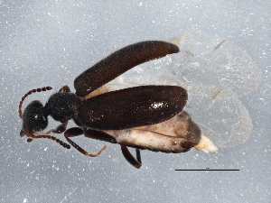  (Sapintus pubescens - BIOUG08377-A06)  @14 [ ] CreativeCommons - Attribution (2013) CBG Photography Group Centre for Biodiversity Genomics