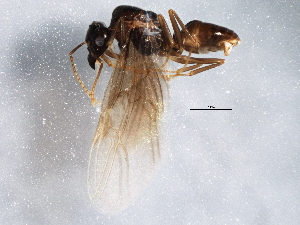  ( - BIOUG08568-E05)  @12 [ ] CreativeCommons - Attribution (2013) CBG Photography Group Centre for Biodiversity Genomics