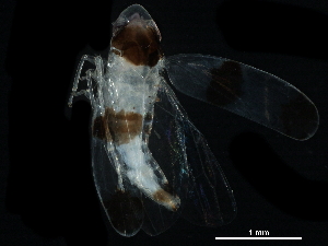  ( - BIOUG08639-E03)  @11 [ ] CreativeCommons - Attribution (2017) CBG Photography Group Centre for Biodiversity Genomics