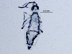  ( - BIOUG13090-B01)  @13 [ ] CreativeCommons - Attribution (2014) CBG Photography Group Centre for Biodiversity Genomics