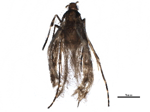  ( - BIOUG16013-G08)  @12 [ ] CreativeCommons - Attribution (2015) CBG Photography Group Centre for Biodiversity Genomics