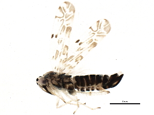  (Eupteryx melissae - BIOUG16048-G11)  @14 [ ] CreativeCommons - Attribution (2014) CBG Photography Group Centre for Biodiversity Genomics