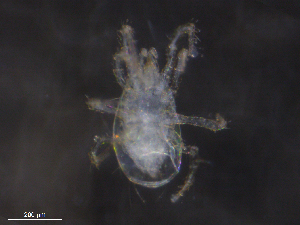  ( - BIOUG16096-C03)  @11 [ ] CreativeCommons - Attribution (2019) CBG Photography Group Centre for Biodiversity Genomics