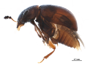  ( - BIOUG16107-H07)  @13 [ ] CreativeCommons - Attribution (2014) CBG Photography Group Centre for Biodiversity Genomics