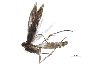 ( - BIOUG16138-A01)  @12 [ ] CreativeCommons - Attribution (2015) CBG Photography Group Centre for Biodiversity Genomics