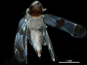  ( - BIOUG16117-E06)  @11 [ ] CreativeCommons - Attribution (2017) CBG Photography Group Centre for Biodiversity Genomics