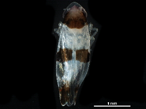  ( - BIOUG16190-E04)  @11 [ ] CreativeCommons - Attribution (2017) CBG Photography Group Centre for Biodiversity Genomics