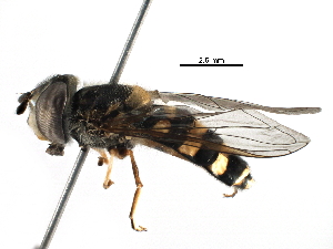  ( - BIOUG21910-F11)  @13 [ ] CreativeCommons - Attribution (2016) CBG Photography Group Centre for Biodiversity Genomics