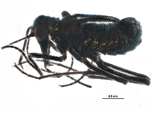  ( - BIOUG21937-D08)  @13 [ ] CreativeCommons - Attribution (2015) CBG Photography Group Centre for Biodiversity Genomics
