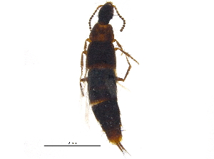  (Heterothops sordidus - BIOUG21944-E10)  @15 [ ] CreativeCommons - Attribution (2015) CBG Photography Group Centre for Biodiversity Genomics