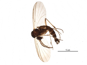  (Phronia nigripalpis - BIOUG22026-E01)  @14 [ ] CreativeCommons - Attribution (2015) CBG Photography Group Centre for Biodiversity Genomics