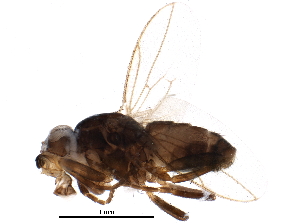  (Phthitia levigena - BIOUG22061-A05)  @14 [ ] CreativeCommons - Attribution (2015) CBG Photography Group Centre for Biodiversity Genomics