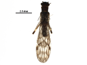  ( - BIOUG22070-H03)  @14 [ ] CreativeCommons - Attribution (2017) CBG Photography Group Centre for Biodiversity Genomics