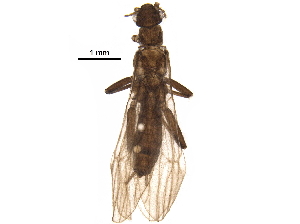  ( - BIOUG22078-F01)  @11 [ ] CreativeCommons - Attribution (2018) CBG Photography Group Centre for Biodiversity Genomics