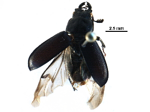  ( - BIOUG21996-A01)  @13 [ ] CreativeCommons - Attribution (2016) CBG Photography Group Centre for Biodiversity Genomics