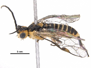  (Euura tibialis - BIOUG25509-D09)  @15 [ ] CreativeCommons - Attribution (2017) CBG Photography Group Centre for Biodiversity Genomics