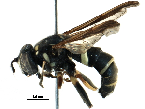  ( - BIOUG25521-G01)  @15 [ ] CreativeCommons - Attribution (2016) CBG Photography Group Centre for Biodiversity Genomics