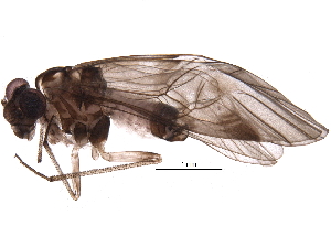 (Indiopsocus - BIOUG25567-A01)  @14 [ ] CreativeCommons - Attribution (2016) CBG Photography Group Centre for Biodiversity Genomics
