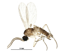  (Corynoptera inundata - BIOUG25539-E06)  @15 [ ] CreativeCommons - Attribution (2015) CBG Photography Group Centre for Biodiversity Genomics