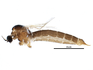  ( - BIOUG25568-F04)  @12 [ ] CreativeCommons - Attribution (2015) CBG Photography Group Centre for Biodiversity Genomics