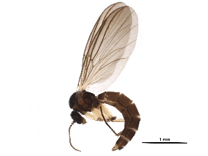  ( - BIOUG25608-G02)  @14 [ ] CreativeCommons - Attribution (2015) CBG Photography Group Centre for Biodiversity Genomics