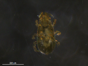  ( - BIOUG25614-A02)  @11 [ ] CreativeCommons - Attribution (2019) CBG Photography Group Centre for Biodiversity Genomics