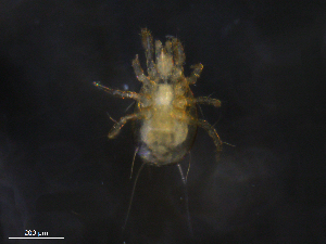  ( - BIOUG25614-A06)  @11 [ ] CreativeCommons - Attribution (2019) CBG Photography Group Centre for Biodiversity Genomics