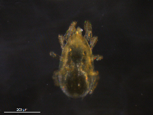  ( - BIOUG25614-A11)  @11 [ ] CreativeCommons - Attribution (2019) CBG Photography Group Centre for Biodiversity Genomics