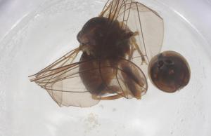  ( - BIOUG25654-A01)  @11 [ ] CreativeCommons - Attribution Share - Alike (2025) Centre for Biodiversity Genomics Centre for Biodiversity Genomics