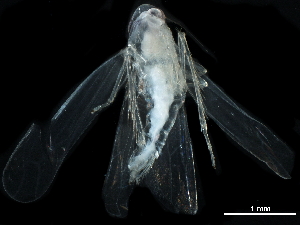 ( - BIOUG25474-F07)  @11 [ ] CreativeCommons - Attribution (2017) CBG Photography Group Centre for Biodiversity Genomics