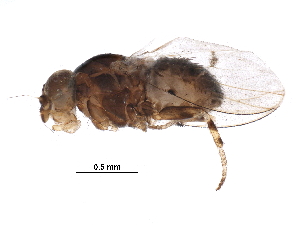  ( - BIOUG31082-A06)  @13 [ ] CreativeCommons - Attribution (2016) CBG Photography Group Centre for Biodiversity Genomics