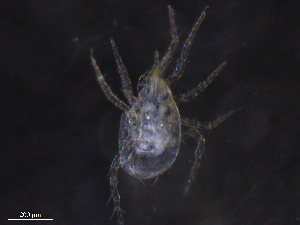  ( - BIOUG31104-C01)  @11 [ ] CreativeCommons - Attribution (2019) CBG Photography Group Centre for Biodiversity Genomics