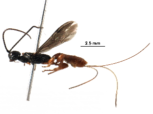  (Aplomerus - BIOUG31142-A10)  @14 [ ] CreativeCommons - Attribution (2016) CBG Photography Group Centre for Biodiversity Genomics