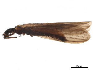  ( - BIOUG31151-G06)  @11 [ ] CreativeCommons - Attribution (2019) CBG Photography Group Centre for Biodiversity Genomics