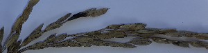  ( - SFB112)  @11 [ ] C (2024) Sudhir Diwase paul hebert cenytre for DNA Barcoding and Biodiversity Studie