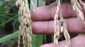  ( - SFB11)  @11 [ ] C (2024) Wasantrao Naik mahavidyalay,Aurangabad Paul Hebert centre for DNA barcoding and Biodiversity Studies