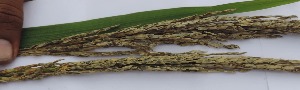  ( - SFB12)  @11 [ ] C (2024) Wasantrao Naik mahavidyalay,Aurangabad Paul Hebert centre for DNA barcoding and Biodiversity Studies