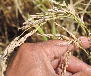  ( - SFB24)  @11 [ ] C (2024) Sudhir Diwase paul hebert cenytre for DNA Barcoding and Biodiversity Studie