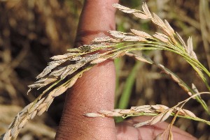  ( - SFB24)  @11 [ ] C (2024) Sudhir Diwase paul hebert cenytre for DNA Barcoding and Biodiversity Studie