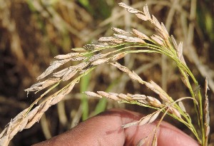  ( - SFB24)  @11 [ ] C (2024) Sudhir Diwase paul hebert cenytre for DNA Barcoding and Biodiversity Studie