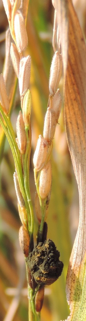  ( - SFB31)  @11 [ ] C (2024) Sudhir Diwase paul hebert cenytre for DNA Barcoding and Biodiversity Studie