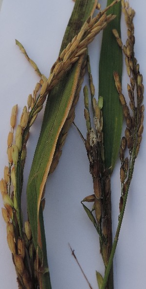  ( - SFB38)  @11 [ ] C (2024) Sudhir Diwase paul hebert cenytre for DNA Barcoding and Biodiversity Studie