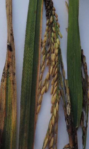  ( - SFB38)  @11 [ ] C (2024) Sudhir Diwase paul hebert cenytre for DNA Barcoding and Biodiversity Studie