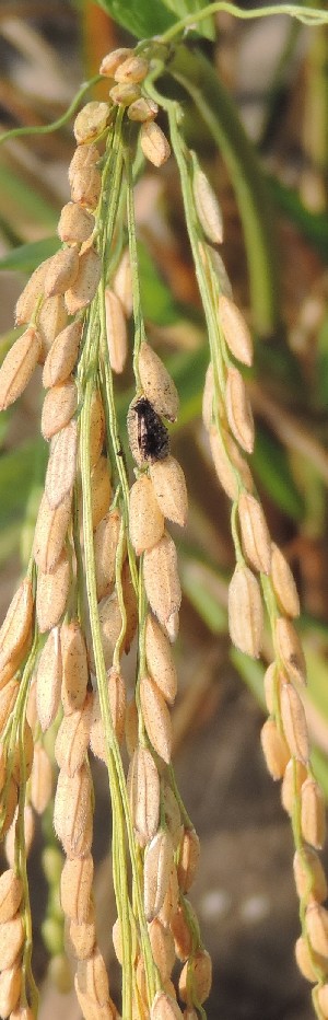  ( - SFB40)  @11 [ ] C (2024) Sudhir Diwase paul hebert cenytre for DNA Barcoding and Biodiversity Studie