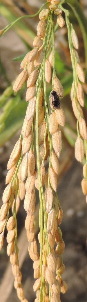  (Tilletiaceae - SFB40)  @11 [ ] C (2024) Sudhir Diwase paul hebert cenytre for DNA Barcoding and Biodiversity Studie