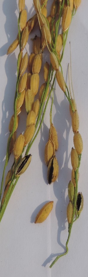  ( - SFB40)  @11 [ ] C (2024) Sudhir Diwase paul hebert cenytre for DNA Barcoding and Biodiversity Studie