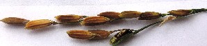  ( - SFB41)  @11 [ ] C (2024) Sudhir Diwase paul hebert cenytre for DNA Barcoding and Biodiversity Studie