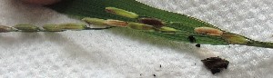  ( - SFB41)  @11 [ ] C (2024) Sudhir Diwase paul hebert cenytre for DNA Barcoding and Biodiversity Studie