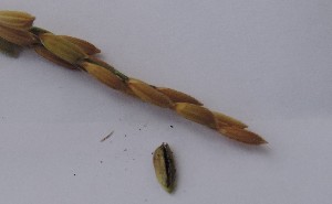  ( - SFB41)  @11 [ ] C (2024) Sudhir Diwase paul hebert cenytre for DNA Barcoding and Biodiversity Studie