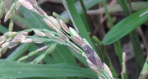  ( - SFB41)  @11 [ ] C (2024) Sudhir Diwase paul hebert cenytre for DNA Barcoding and Biodiversity Studie